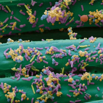 BSN medical Cutimed Sorbion Sorbact 12 x 20 x 20 cm